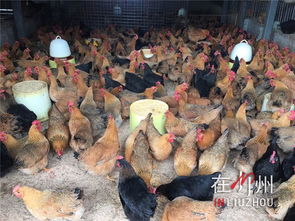 畜牧部門(mén) 我市尚未發(fā)現(xiàn)家禽感染h7n9病毒