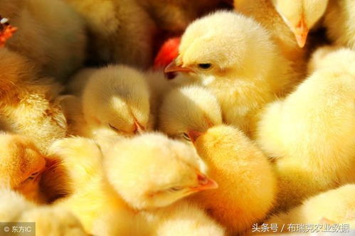 蛋雞存欄低位回升,雞蛋價(jià)格或?qū)⒕S持弱勢(shì)